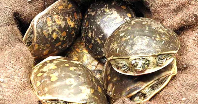 বরিশালে যাত্রীবাহী বাস থেকে কচ্ছপ উদ্ধার