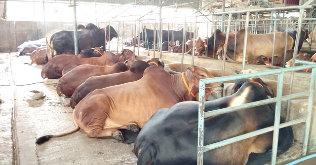 কোরবানির পশুর বাজার কর্পোরেট বাণিজ্যের দখলে
