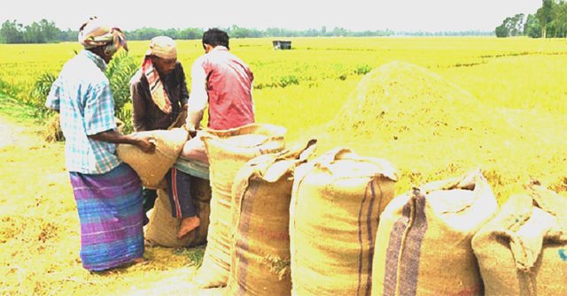 ৩০ টাকায় বোরো ধান, ৪৪ টাকায় চাল কিনবে সরকার
