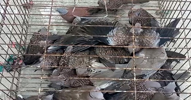 হোগলা পাতার দড়ি তৈরি করে ভাগ্য ফিরছে নারীদের