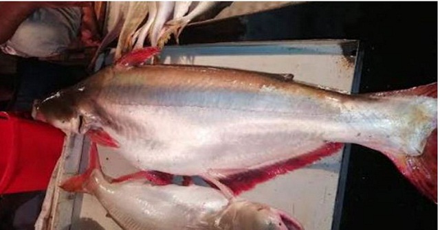 এক পাঙ্গাসের দাম ১৩ হাজার