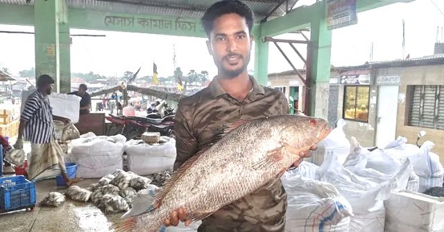 জেলের জালে ৮ কেজির দাতিনা, বিক্রি হলো ৪০ হাজার টাকায়