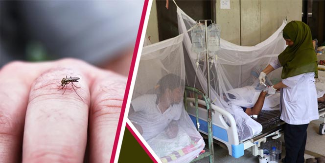 ডেঙ্গুর মশা কি শুধু দিনেই কামড়ায়?
