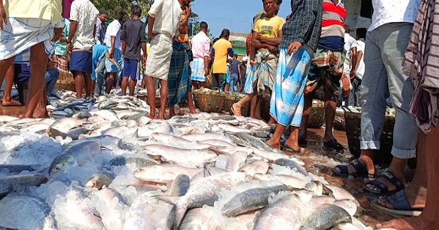 বরিশালে ইলশেগুঁড়ি বৃষ্টি, ধরা পড়ছে বড় বড় ইলিশ