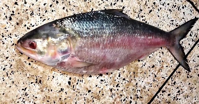 কুয়াকাটায় সাড়ে ৩ কেজির ইলিশ ৮৫০০ টাকায় বিক্রি